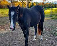 velvet-paint-horse