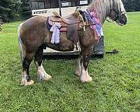 hunt-seat-gypsy-vanner-pony