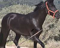 no-markings-horse
