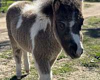 black-n-white-foal