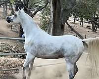arabian-horse-for-sale