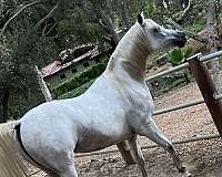 arabian-horse