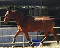 parker-thoroughbred-horse