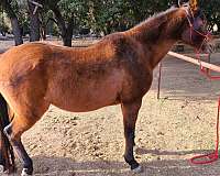 trail-arabian-horse