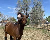 been-saddled-stallion