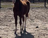 black-perlino-foundation-halter-horse