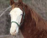 black-perlino-aqha-horse