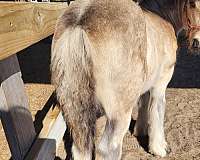dunn-gypsy-vanner-horse