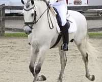 proven-stallion-andalusian-horse