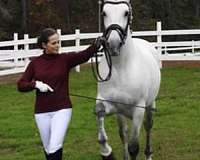proven-stallion-horse