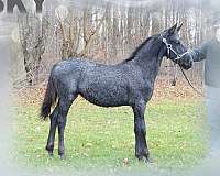blue-roan-quarter-friesian-horse