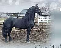 roan-quarter-friesian-horse