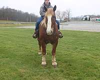 friendly-belgian-horse