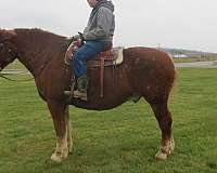 reins-belgian-horse