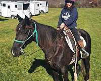 black-white-spotted-saddle-horse-for-sale-in-va-tennessee-walking