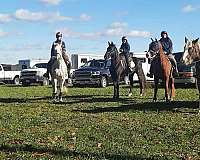 black-white-spotted-saddle-horse-for-sale-in-va