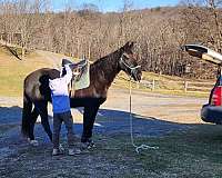 black-white-spotted-saddle-horse-for-sale-in-va-mare