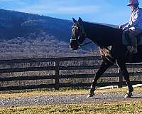 black-mare-tennessee-walking-horse
