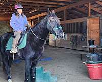 black-tennessee-walking-horse