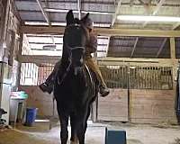 black-white-tennessee-walking-horse