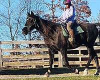 broodmare-tennessee-walking-horse