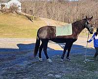 female-tennessee-walking-horse