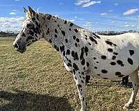 due-to-foal-appaloosa-horse