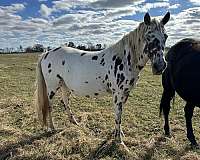 due-to-foal-broodmare