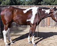 quads-paint-horse