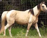 acre-walkaloosa-horse