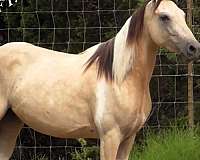 black-base-walkaloosa-horse