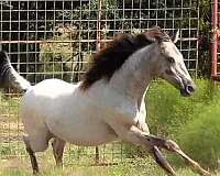 acre-walkaloosa-horse