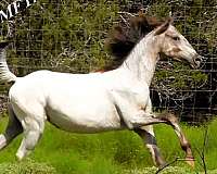 all-walkaloosa-horse