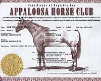 anyone-walkaloosa-horse