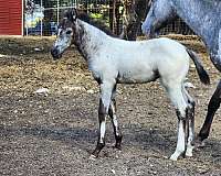 appaloosa-walkaloosa-horse