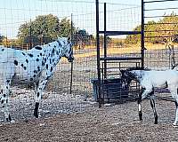 around-walkaloosa-horse