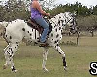 beginner-novice-walkaloosa-horse