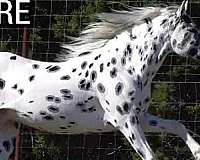 black-base-walkaloosa-horse