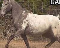 bred-walkaloosa-horse