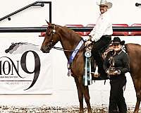 championship-half-arabian-horse