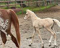 attitude-half-arabian-horse