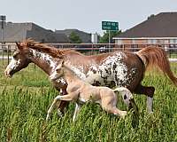 championship-half-arabian-horse