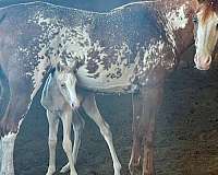 bargain-half-arabian-horse