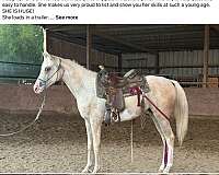 child-half-arabian-horse