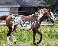 black-arabians-half-horse