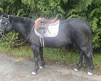 black-mare-for-sale