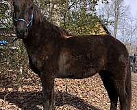 14-hand-rocky-mountain-mare