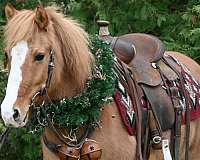 trail-riding-pony