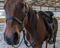 endurance-arabian-horse