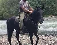 trained-rocky-mountain-horse